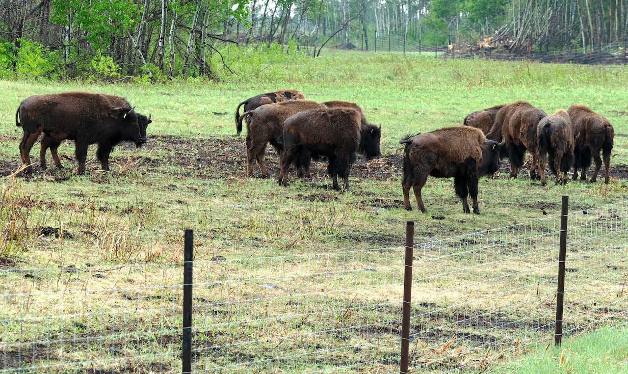 Bison roam the lands