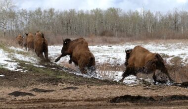 Star Blanket Cree Nation welcomes return of bison with new herd