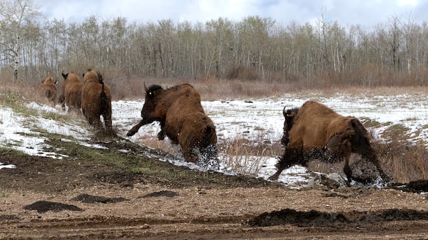 Star Blanket Cree Nation welcomes return of bison with new herd