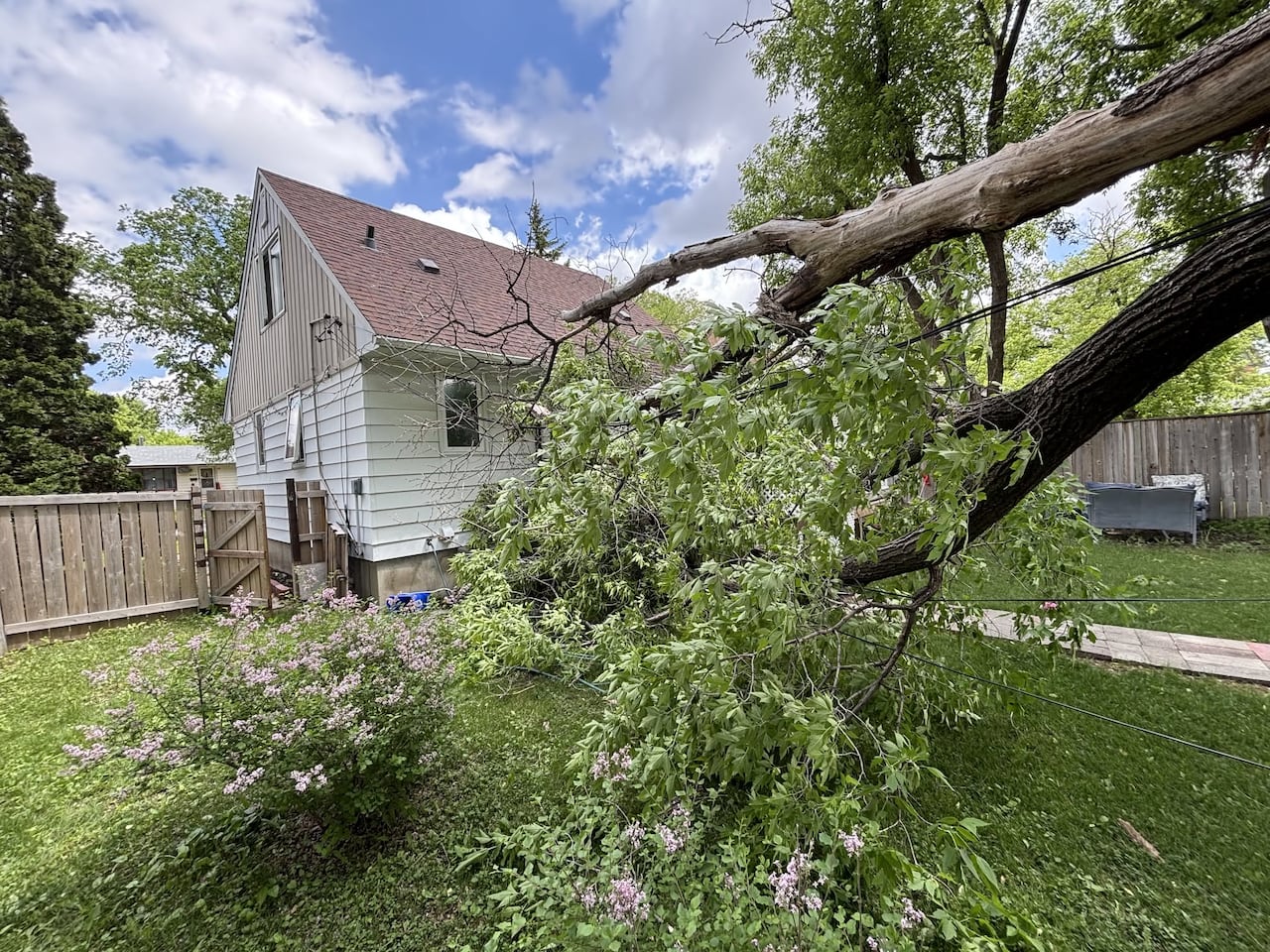 A tree downed a power line in front of a house.
