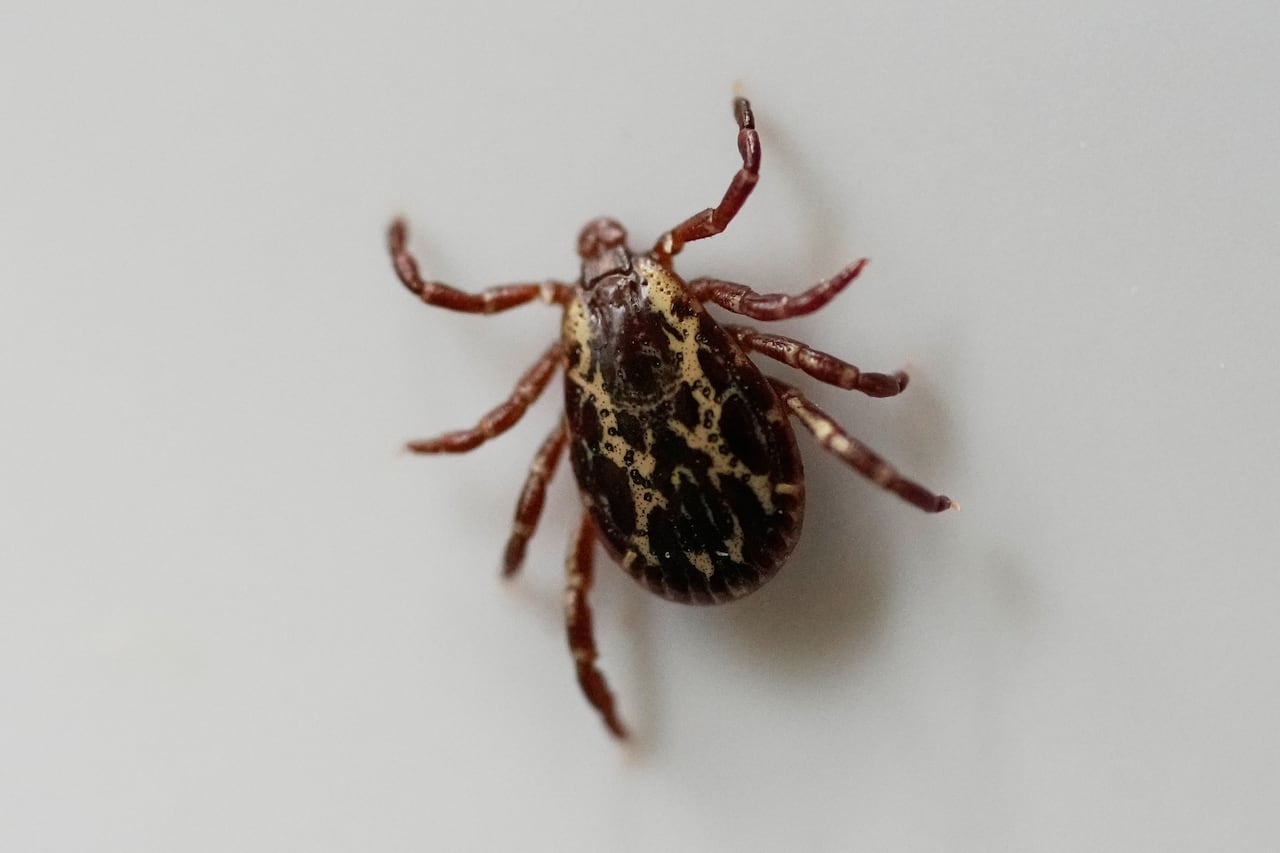 A dog tick viewed from above.