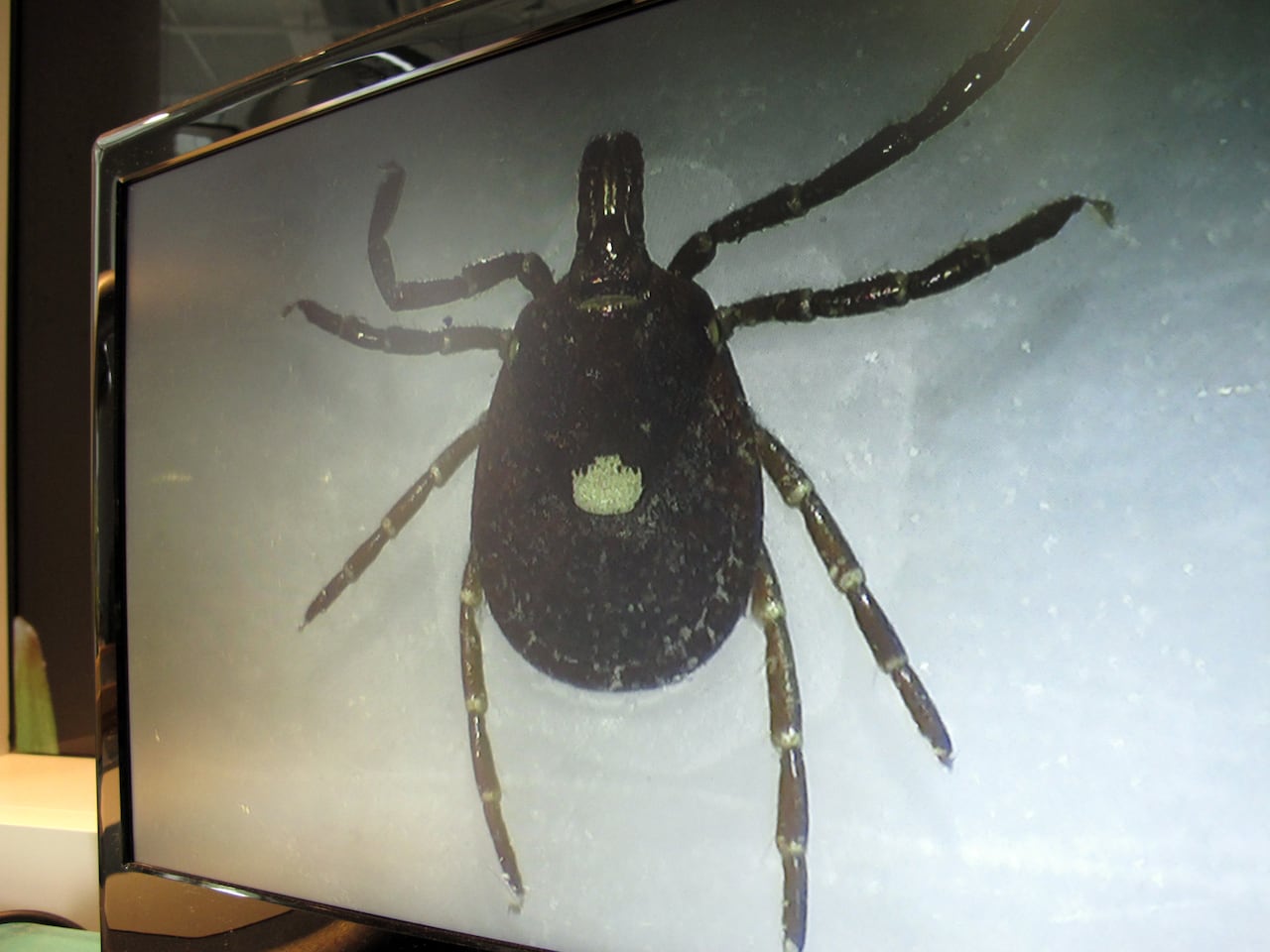 A lone star tick viewed on a screen