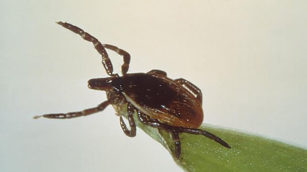 Like it or not, the ticks are advancing and Canadians will have to adapt