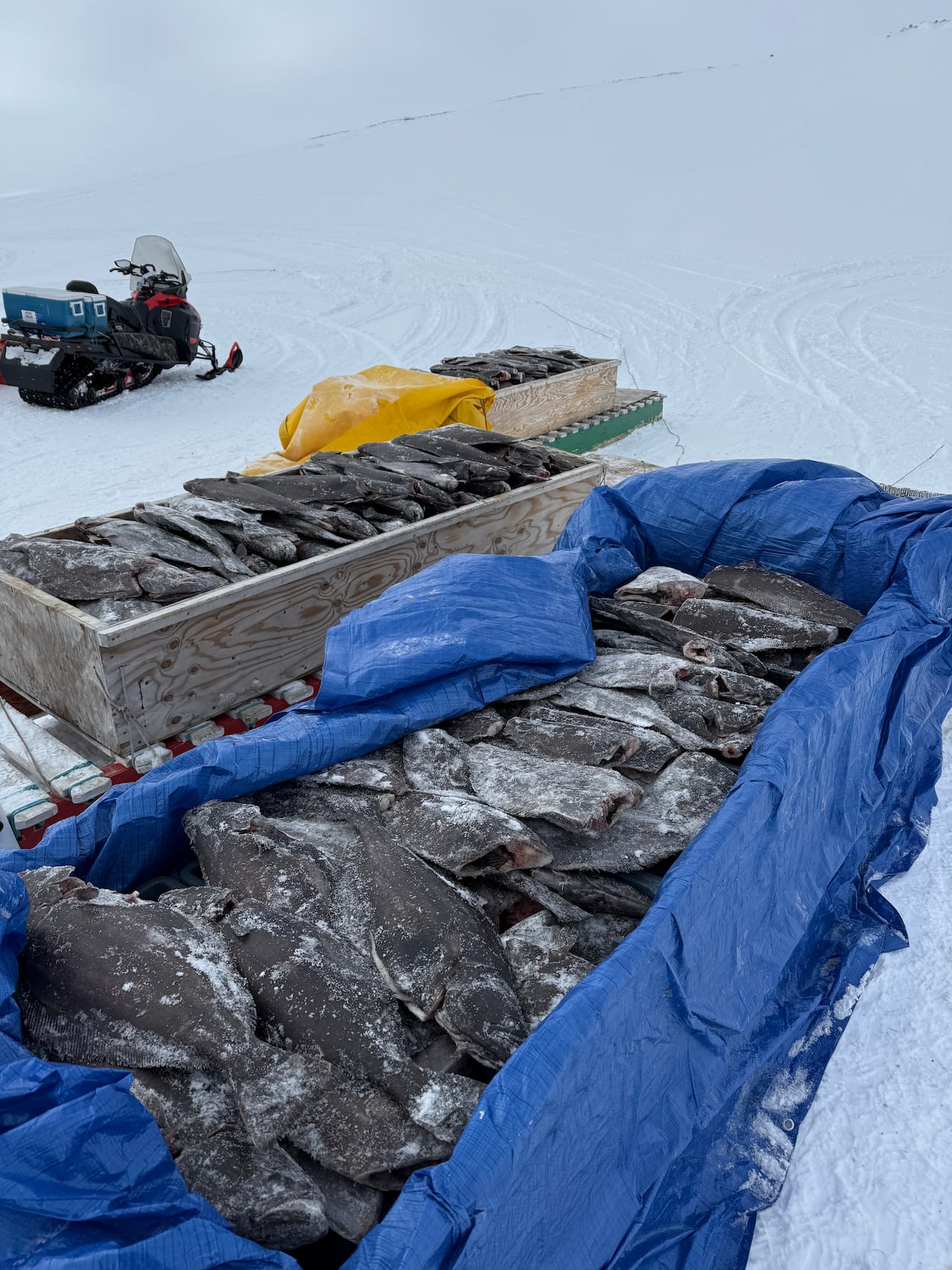 Fish in sleds.