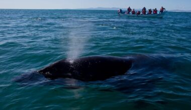10th grey whale found dead off B.C. coast in 2026