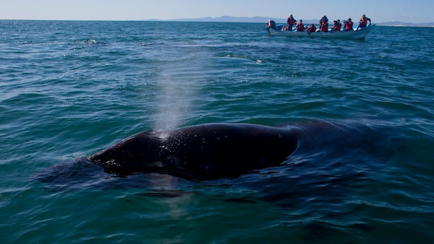 10th grey whale found dead off B.C. coast in 2026