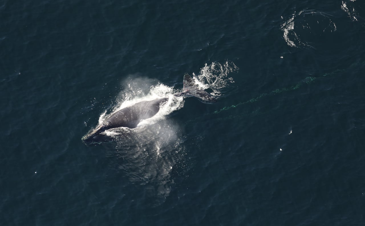 An entangled whale coming out of the water, seen from an aerial view.