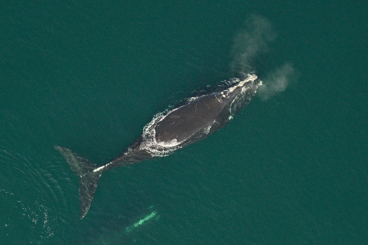 An aerial image of a North Atlantic right whale