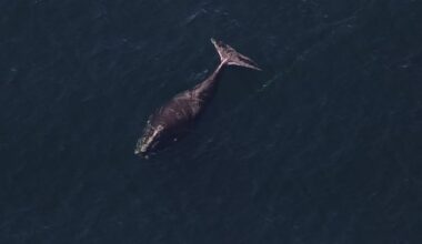 Search continues for entangled North Atlantic right whale spotted off N.B.