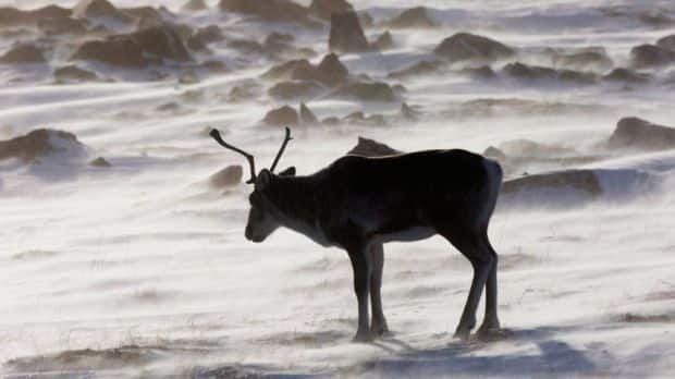 Nunavut gov’t proposes a tenfold increase to Baffin Island caribou harvest