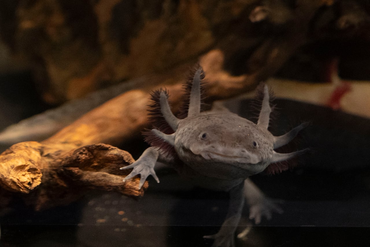 A brown axolotl salamander climbs around logs underwater