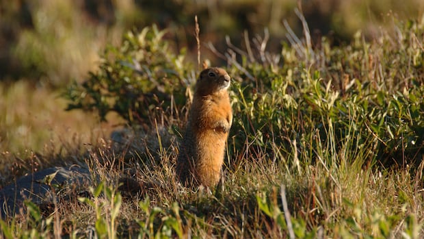 June 13: Fossilized squirrel poop full of ancient animals, and more…