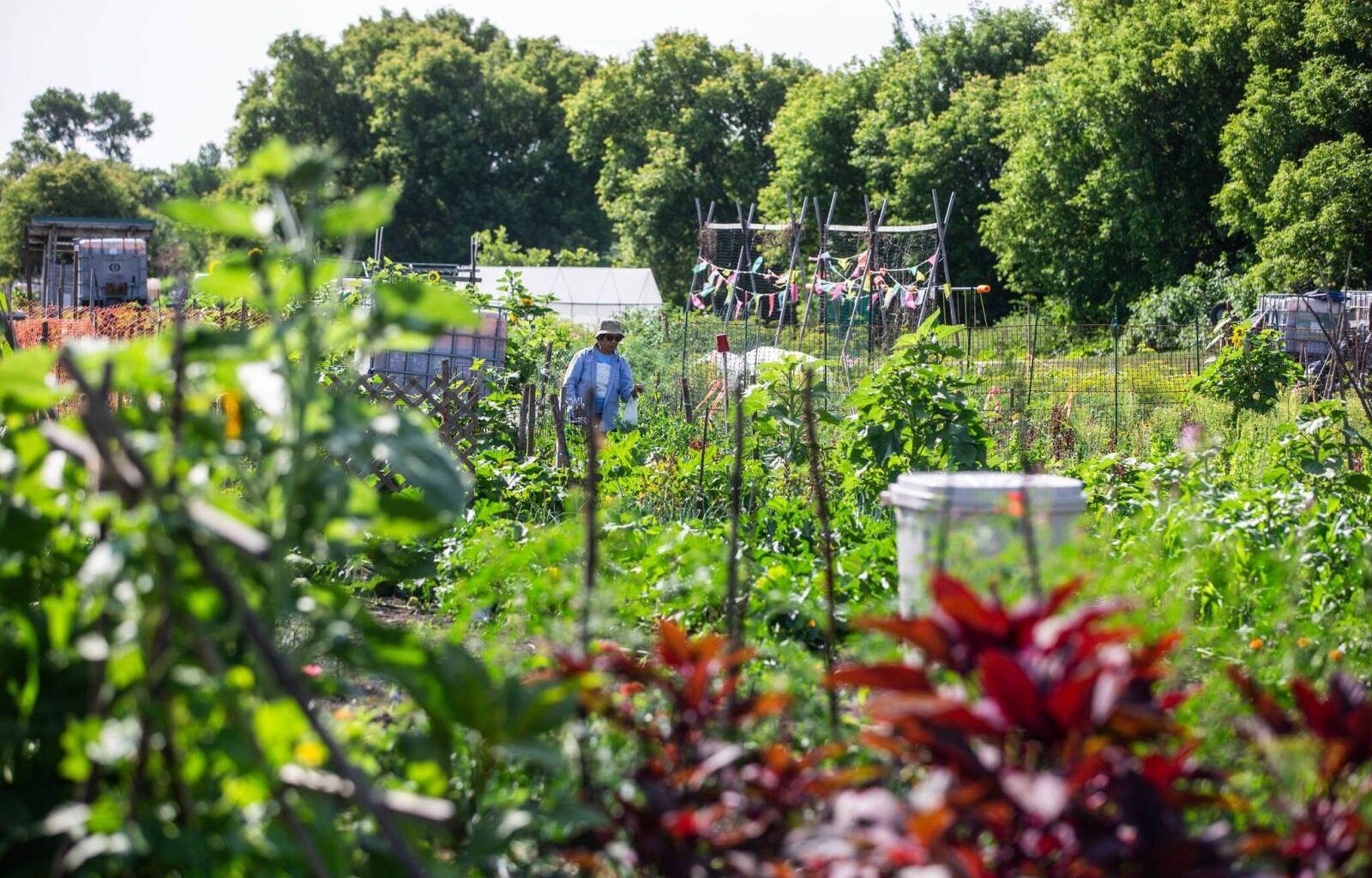 Community gardens, urban farms more than hobby spaces, report authors say – Winnipeg Free Press