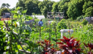 Community gardens, urban farms more than hobby spaces, report authors say – Winnipeg Free Press