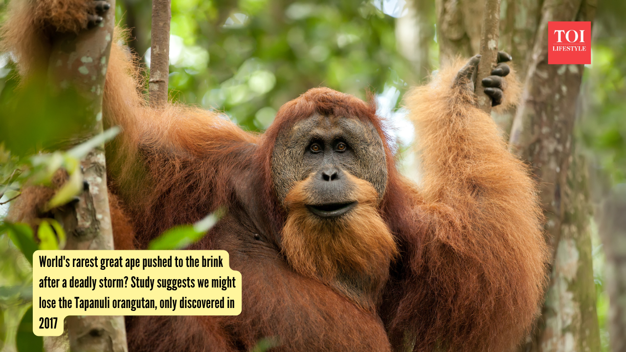 Orangutan (Representative Image) World's rarest great ape pushed to the brink after a deadly storm Study suggests we might lose the Tapanuli orangutan, only discovered in 2017