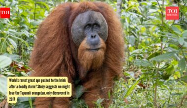 Tapanuli Orangutan: World's rarest great ape pushed to the brink after a deadly storm? Study suggests we might lose the Tapanuli orangutan, only discovered in 2017