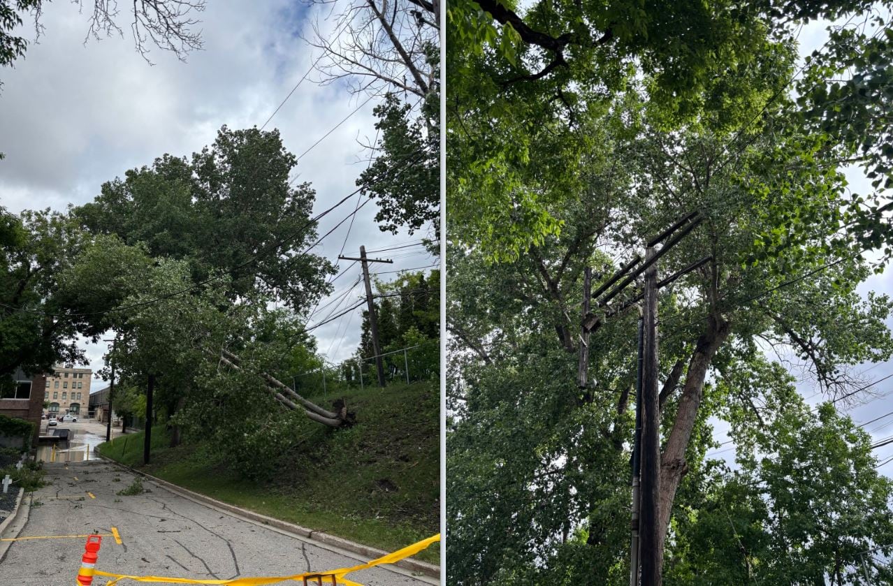 Side-by-side photos show a tall tree leaning at an angle against power lines.