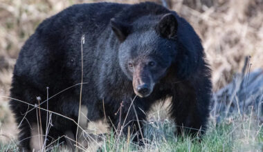 California couple fights off 70-pound black bear with hatchet and water bottle outside their home