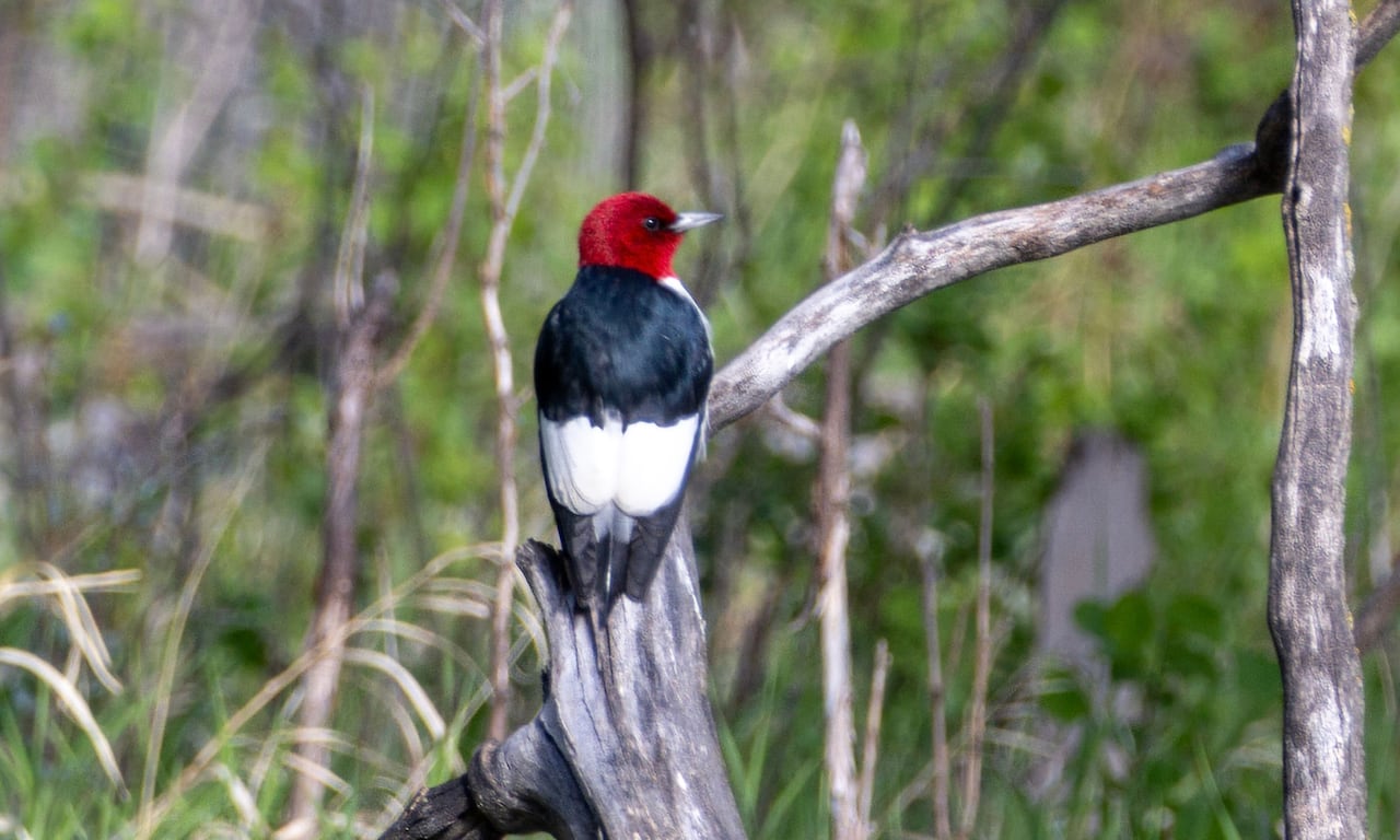 A red-headed woodpecker.