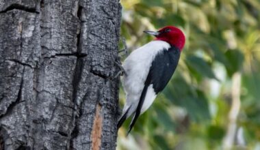 Birdwatchers flock to Calgary park to catch glimpse of rare woodpecker