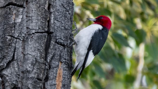 Birdwatchers flock to Calgary park to catch glimpse of rare woodpecker