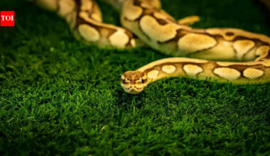 Giant python found dead after swallowing a porcupine in South Africa |