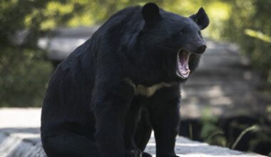 Conservation officers in B.C. remove metal stove pipe stuck on bear's head