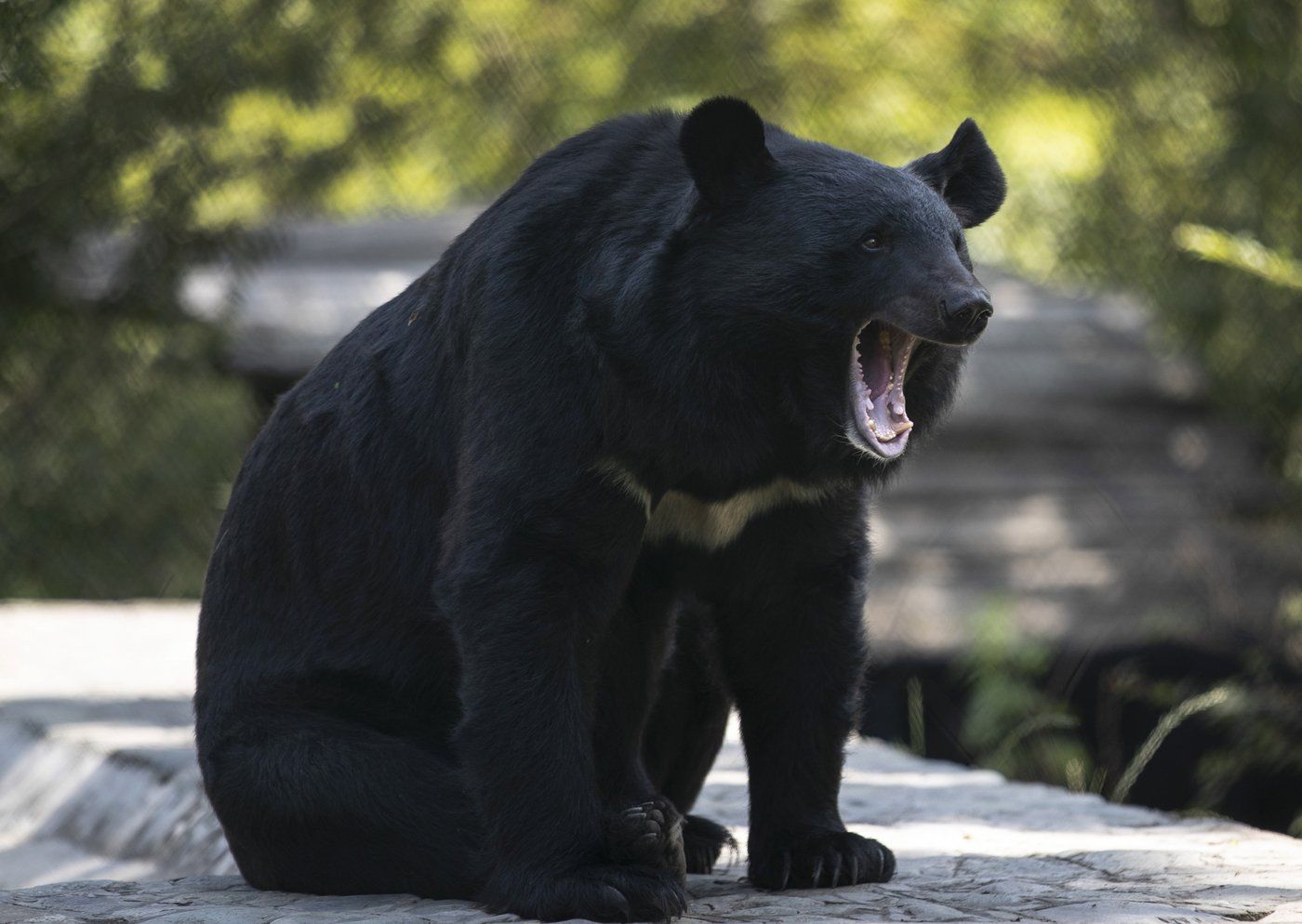 Conservation officers in B.C. remove metal stove pipe stuck on bear's head