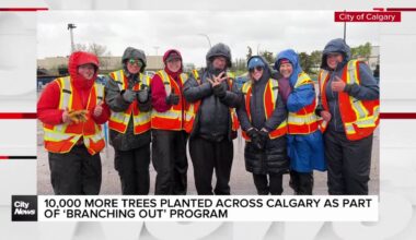 10,000 more trees planted across Calgary as part of ‘Branching Out’ program