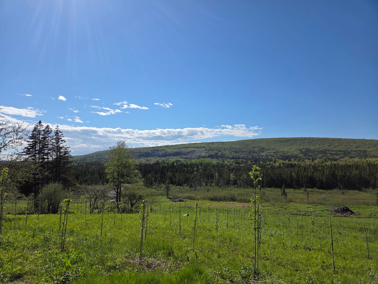 The view standing on the hill in an orchard looking toward a large hill on a sunny day.