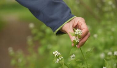 Insurance for pulling invasive plants now available through city program