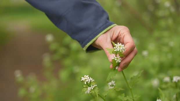 Insurance for pulling invasive plants now available through city program