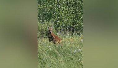 Runaway marsupial on Montreal's South Shore sparks animal trafficking concerns