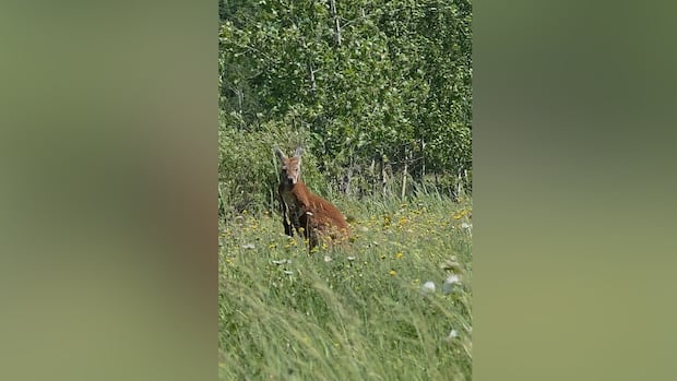 Runaway marsupial on Montreal's South Shore sparks animal trafficking concerns