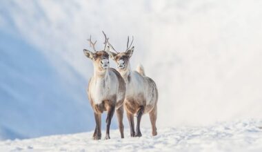 Semi-annual international caribou conference gets underway in Yellowknife