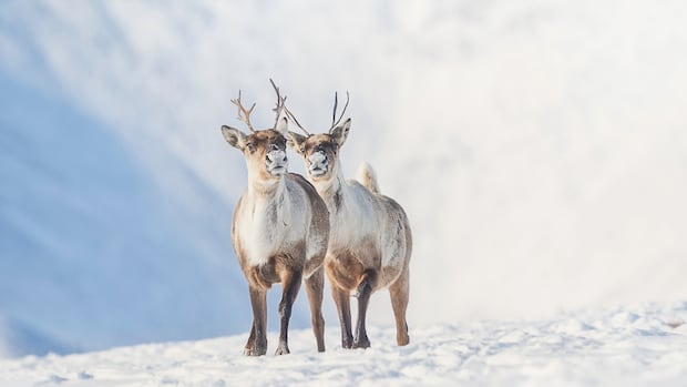 Semi-annual international caribou conference gets underway in Yellowknife