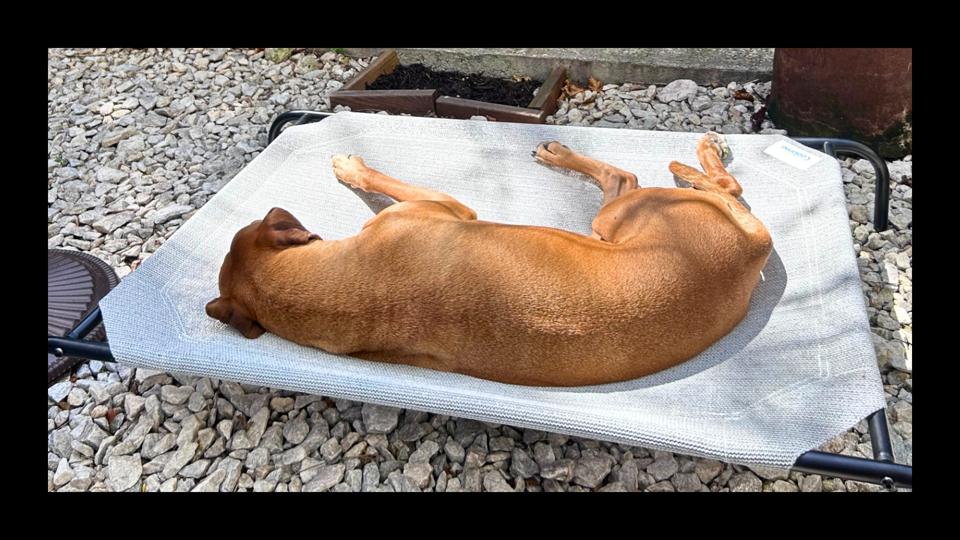 Graphic The 8 Best Cooling Dog Beds To Give Your Pups Relief In The Heat