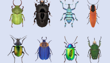 Beetles in Canada: New invasive species discovered in Halifax