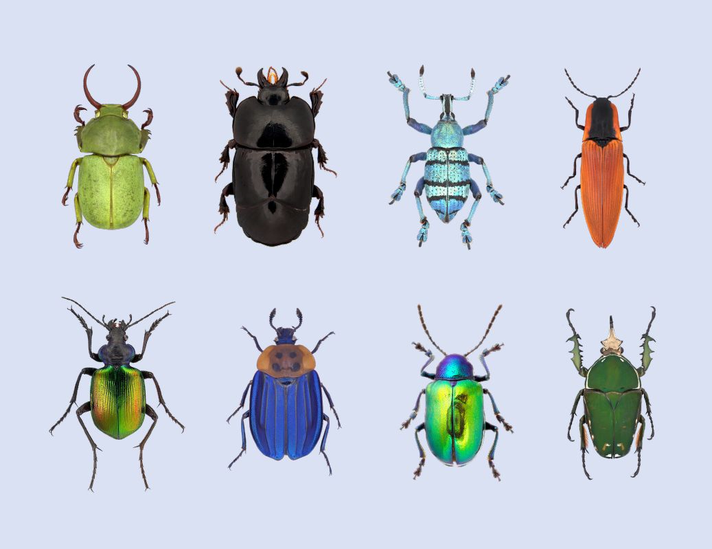 Beetles in Canada: New invasive species discovered in Halifax