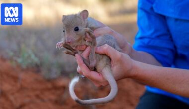 Burrowing bettongs returned to outback decades after local extinction