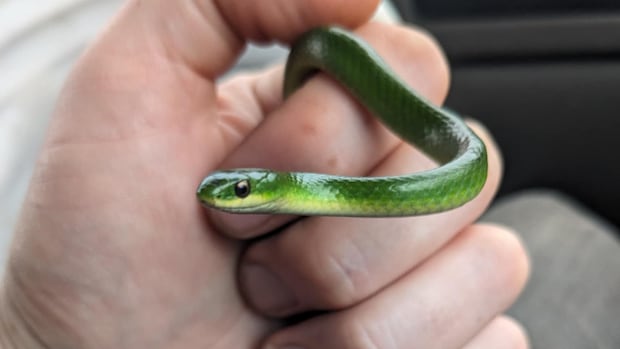 We now know smooth green snakes still exist on P.E.I. — but is their population growing?
