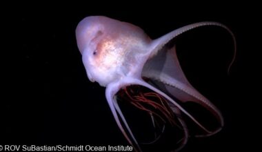 Scientists Discover 31 New Deep-Sea Species in Latest Schmidt Ocean Institute Expedition
