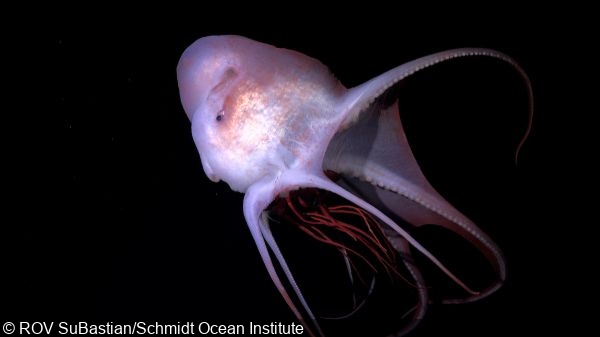 Scientists Discover 31 New Deep-Sea Species in Latest Schmidt Ocean Institute Expedition