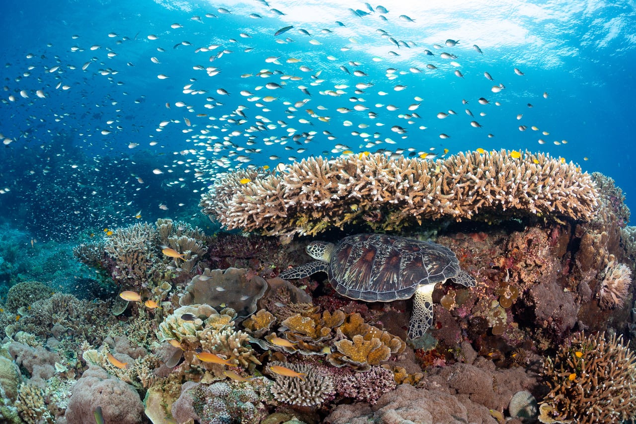 A turtle hides under a coral reef as a school of fish swim above.