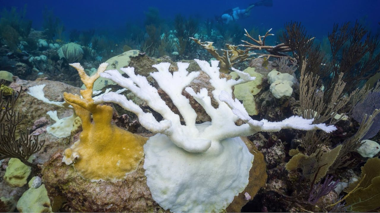 A white coral with many offshoots is seen sitting next to a similar coral in bright yellow.