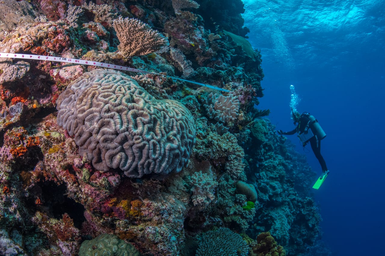 A diver with a scuba tank works underwater on a coral reef that has a measuring tape around it.