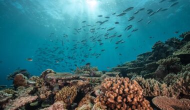 In good news for coral reefs, scientists identify where the toughest ones are