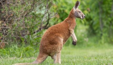 Kangaroo 'Joey' caught by Quebec Environment Ministry after days on the loose