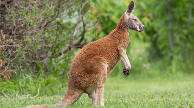 Kangaroo 'Joey' caught by Quebec Environment Ministry after days on the loose