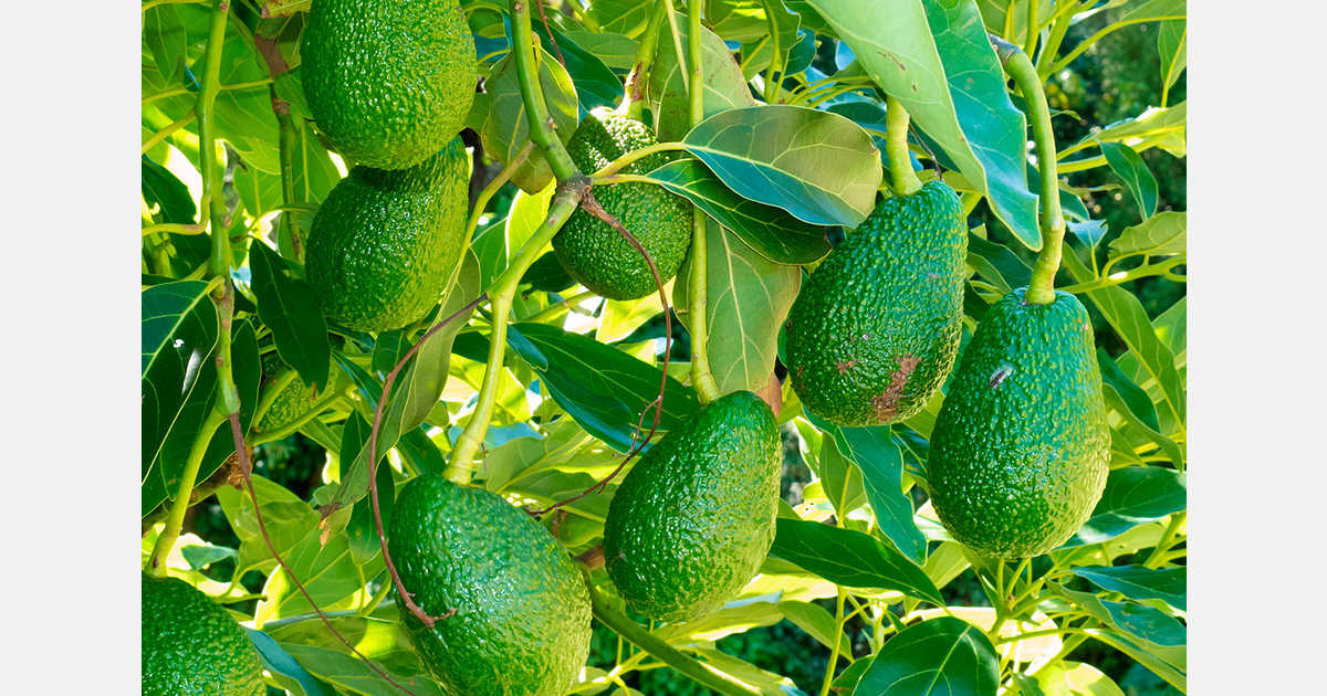 Daily avocado intake does not alter cognitive function, study finds